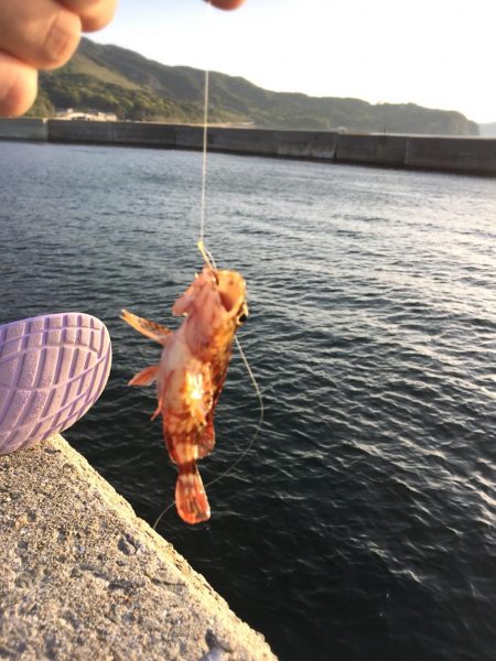 ガシラとベラがぽつぽつ釣れました@小島漁協・城ヶ崎